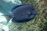 Acanthurus coeruleus - 